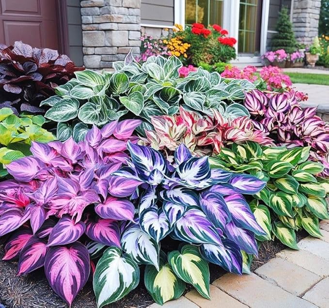 Shade-Tolerant and Cold-Hardy Hosta Flowers
